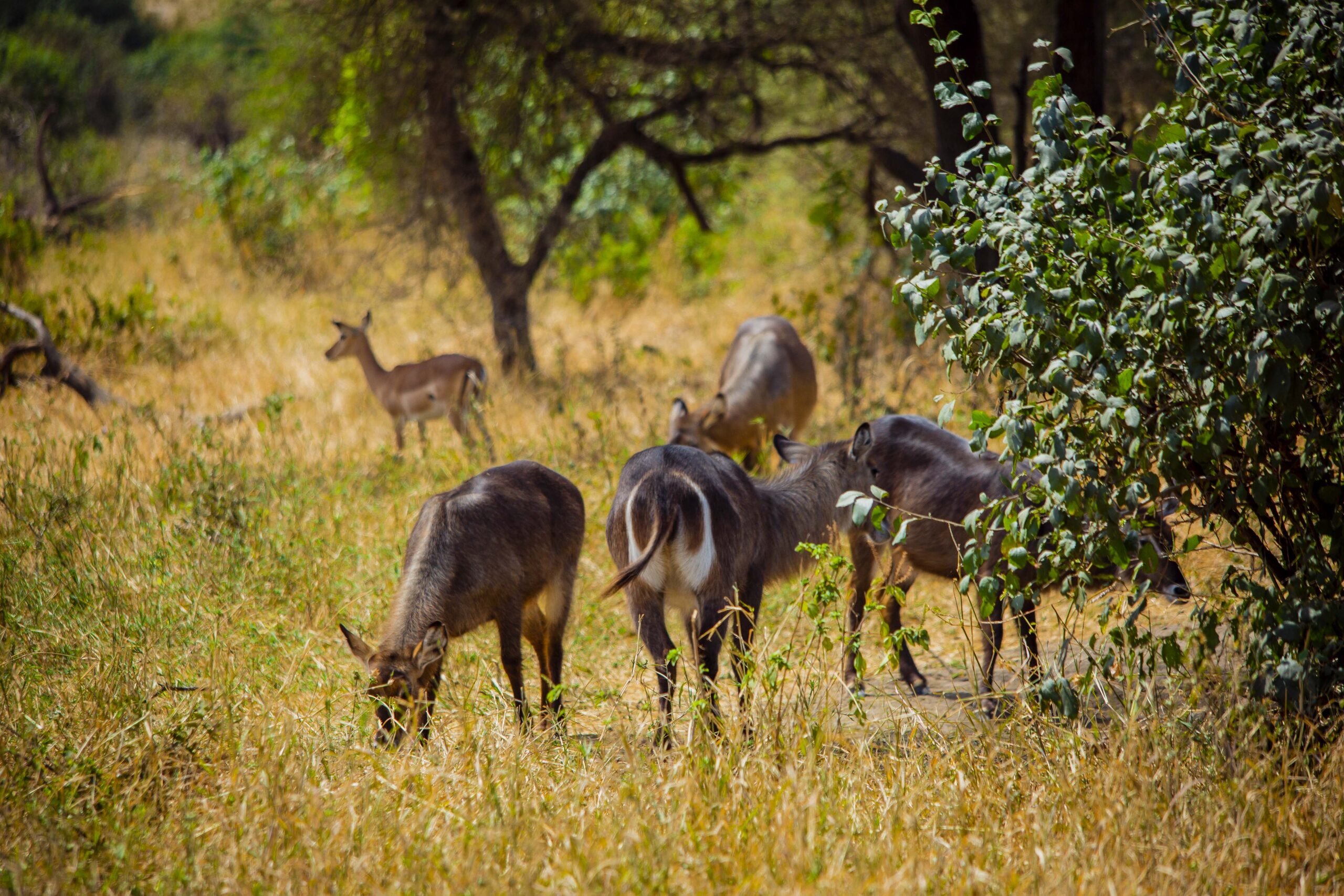 Wonderland Tours & Safari.