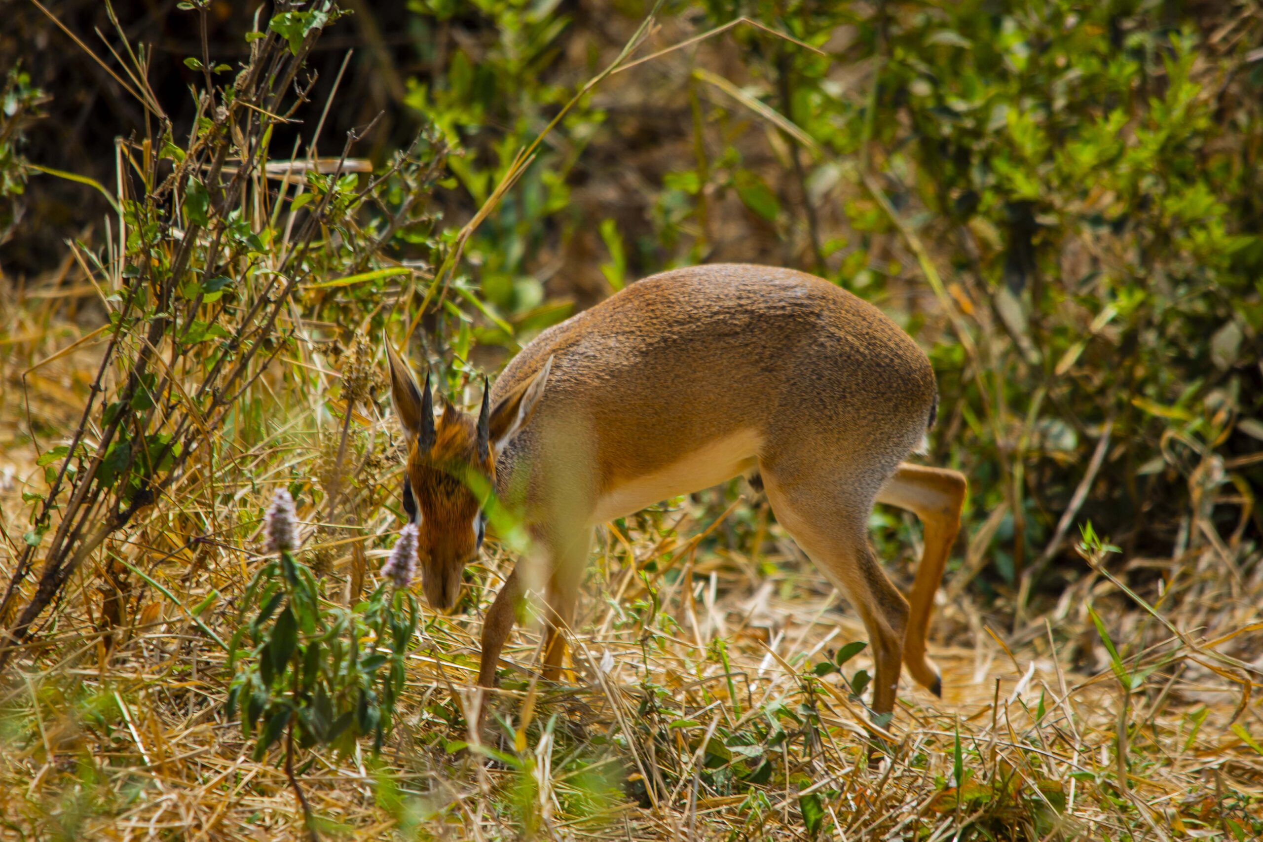 Wonderland Tours & Safari.