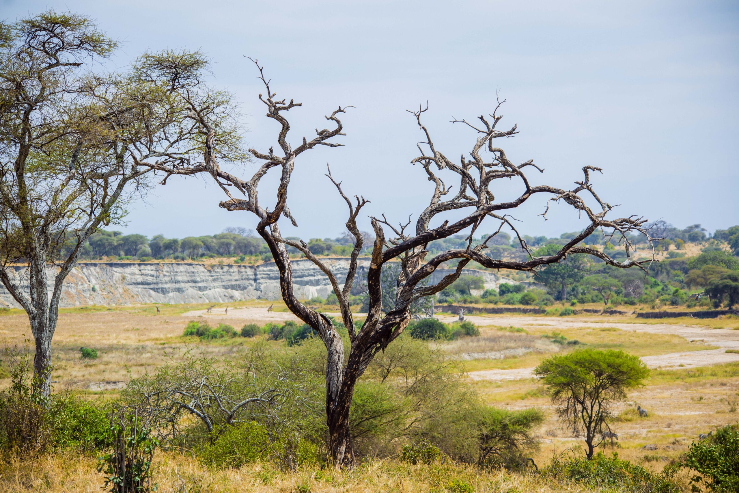 Wonderland Tours & Safari.